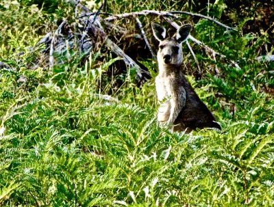Grey kangaroo, alert and shy