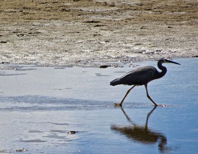 Anglesea River mouth, water birds of many kinds to be seen here.