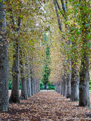 Avenue of plane trees in early autumn, Fitzroy Gardens, Melbourne