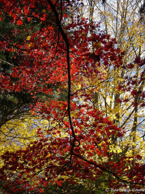 Sunlight and autumn coolurs
