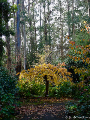 Autumn gold among tall eucalypts
