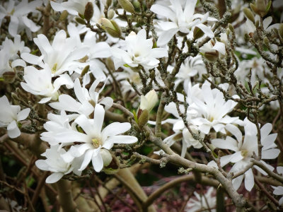 Magnolia Stellata,  England
