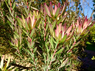 Protea, a bush in a Melbourne garden