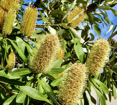 Banksia Integrifolia, street tree in Melbourne