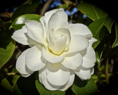 Camellia in a Melbourne garden