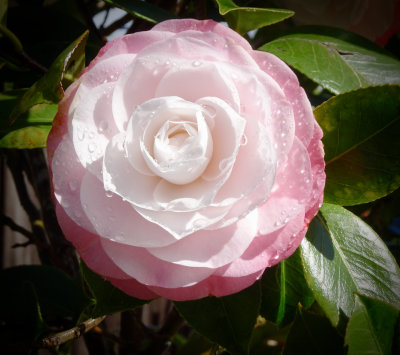 Camellia, in a garden near us