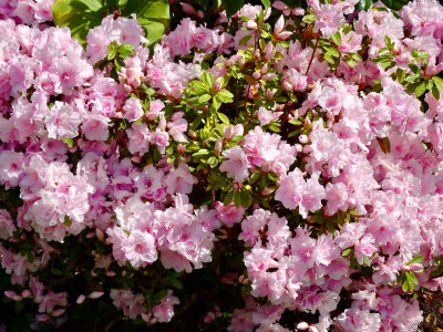 Azaleas in our garden