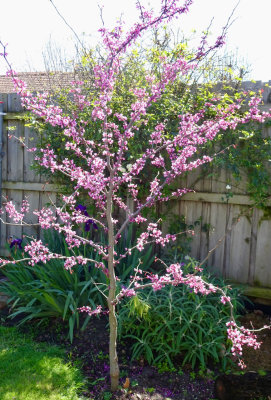 Forest Pansy tree in blossom