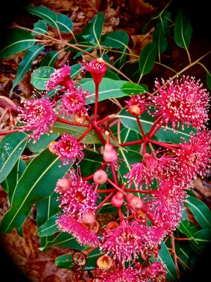 Gum Blossom