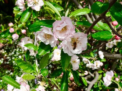 Apple blossom in Spring