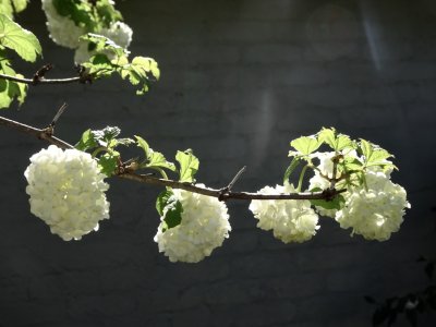 Snowball Tree, our garden