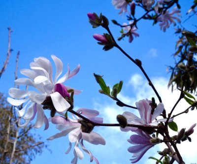 Magnolias in bud and flower