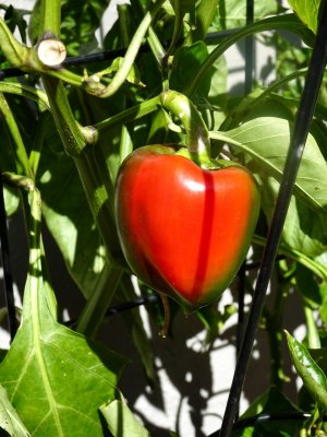 Ripening capsicums, our garden