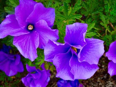 Geraniums