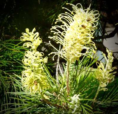 Yellow Grevillia, an Australian native