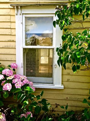 Window and hydrangeas
