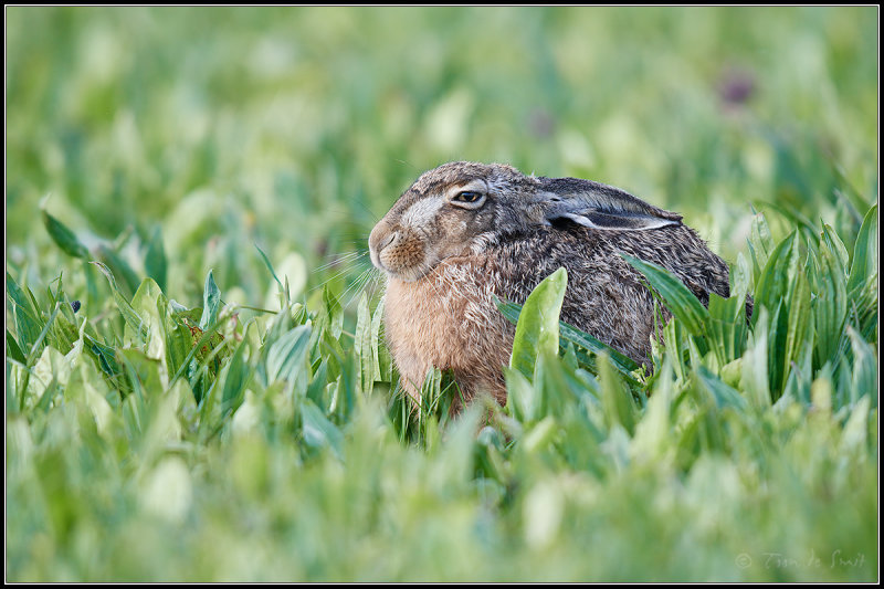 Hare / Haas