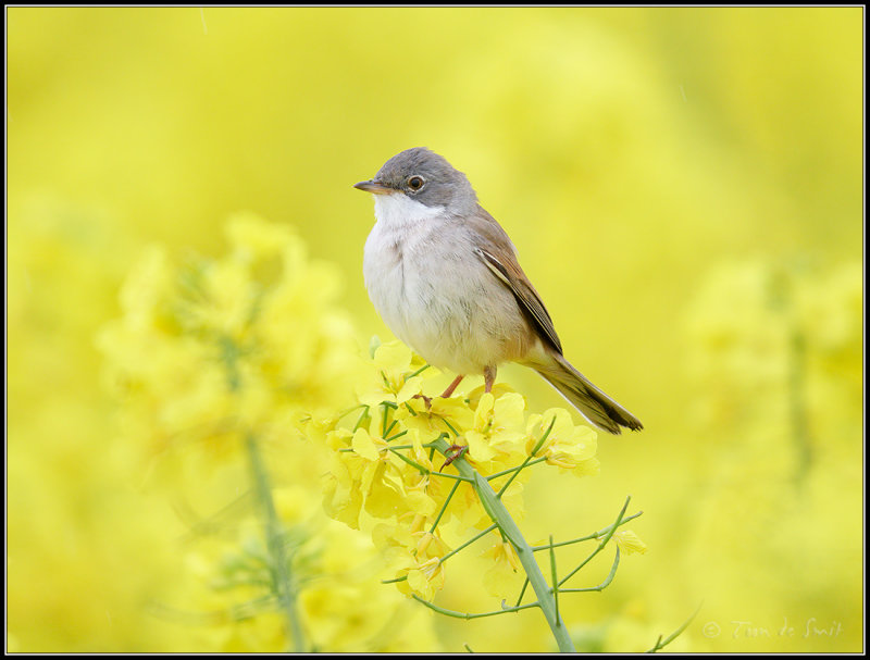 Whitethroat / Grasmus