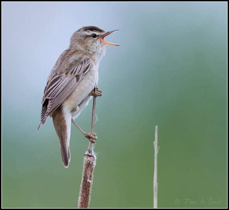 Sedge Warbler / Rietzanger