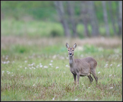 Roe Deer / Ree / Capreolus caprolus