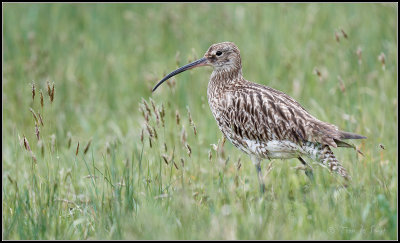 Curlew / Wulp