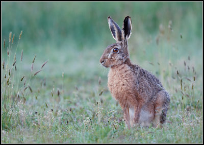 Hare / Haas / Lepus europaeus