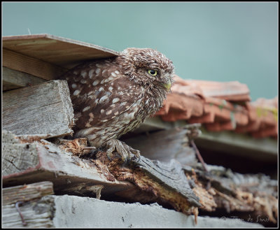 Little Owl / Steenuil