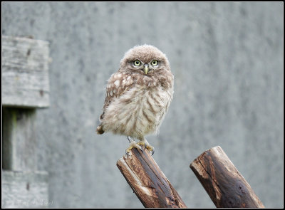 Little Owl / Steenuil