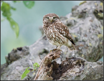 Little Owl / Steenuil