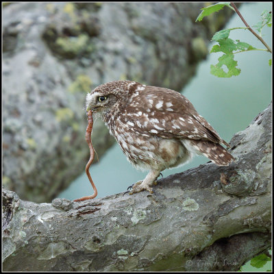 Little Owl / Steenuil