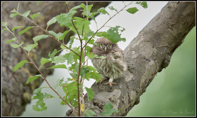 Little Owl / Steenuil