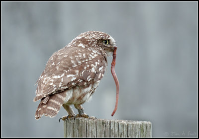 Little Owl / Steenuil