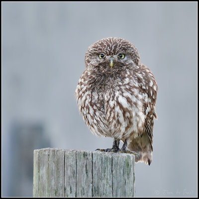 Little Owl / Steenuil