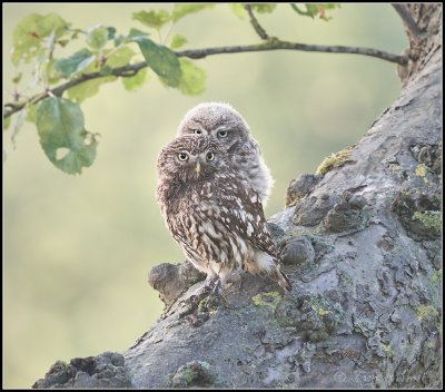 Little Owl / Steenuil