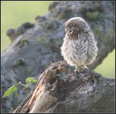 Little Owl / Steenuil