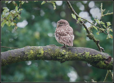 Little Owl / Steenuil