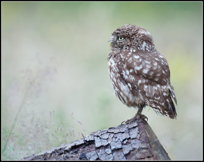 Little Owl / Steenuil