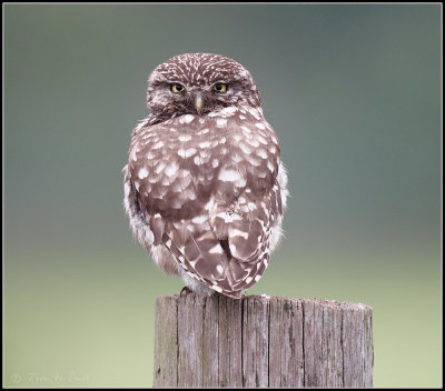 Little Owl / Steenuil