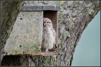 Little Owl / Steenuil