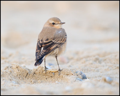 Wheatear / Tapuit