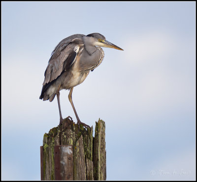 Blue Heron / Blauwe Reiger / Ardea cinera