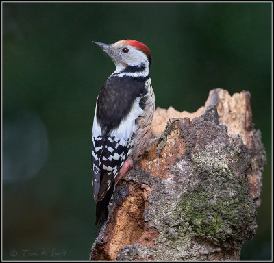 Middle Spotted Woodpecker / Middelste Bonte Specht / Leiopicus medius