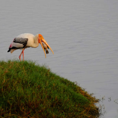 painted stork with morning catch DSCF6855.jpg
