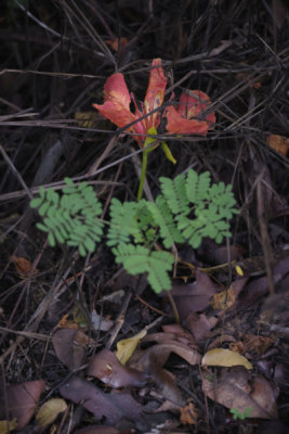 fall_colours