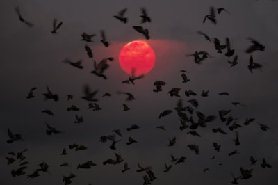 pigeons in flight, chennai-india_DSF9650.jpg