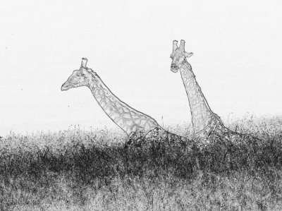 giraffes_masai_mara_DSCF3779.jpg