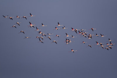 flamingos_in_flight_pulicat_lake_XE35642.jpg