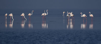 flamingoes_in_a_row_XE35705.jpg