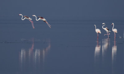 flamingo take off_XE35721.jpg