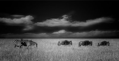 grazing time Masai Mara.jpg